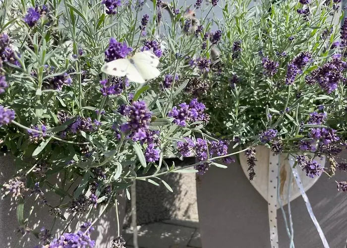 Seenliebe Tatil Evi Senftenberg